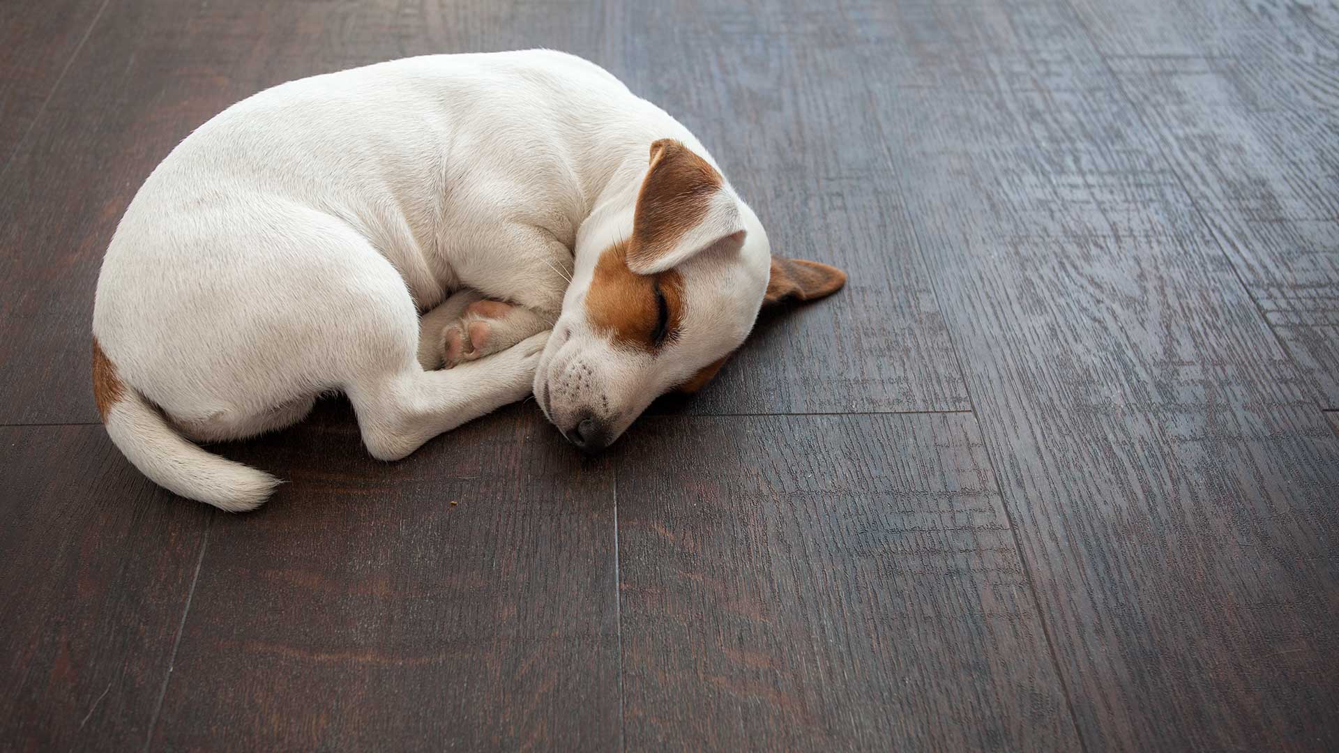 7 Of The Best Flooring Options For Pets Weber Uk