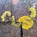 Organic growth on external wall - algae