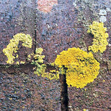 Organic growth on external wall - algae Organic growth on external wall - algae