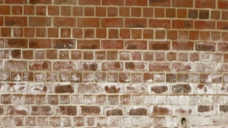 Lime bloom on brick wall